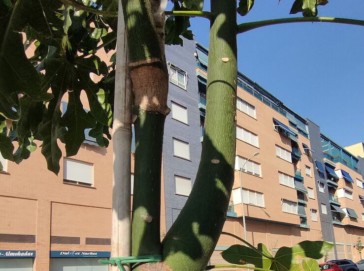 Adenex critica se plante rboles en julio a 40 que ya se estn secando en Badajoz