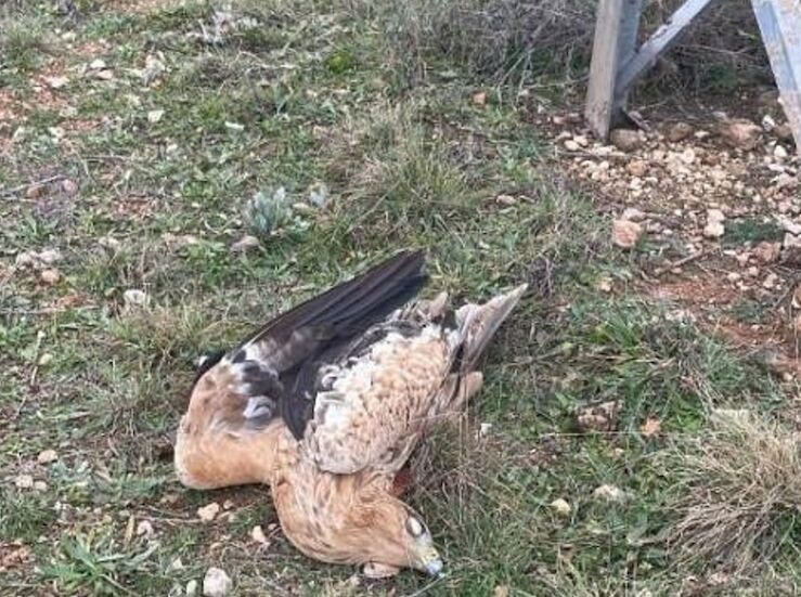 SEOBirdLife pide colaboracin para ver impacto en aves de tendido elctrico en Red Natura