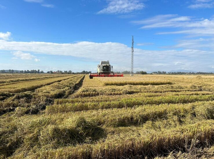 Mesa del Arroz de Extremadura alerta de la complicada situacin que atraviesa el sector