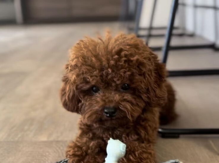 Es confiable Caniche Toy del Nilo Opiniones que destacan al caniche toy inteligente