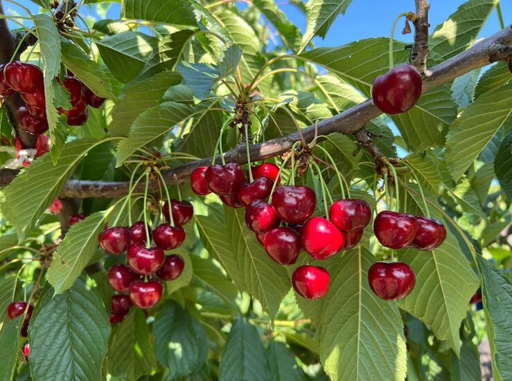 DOP Cereza del Jerte estima produccin 10 mill kilos en 30 aniversario sello de calidad
