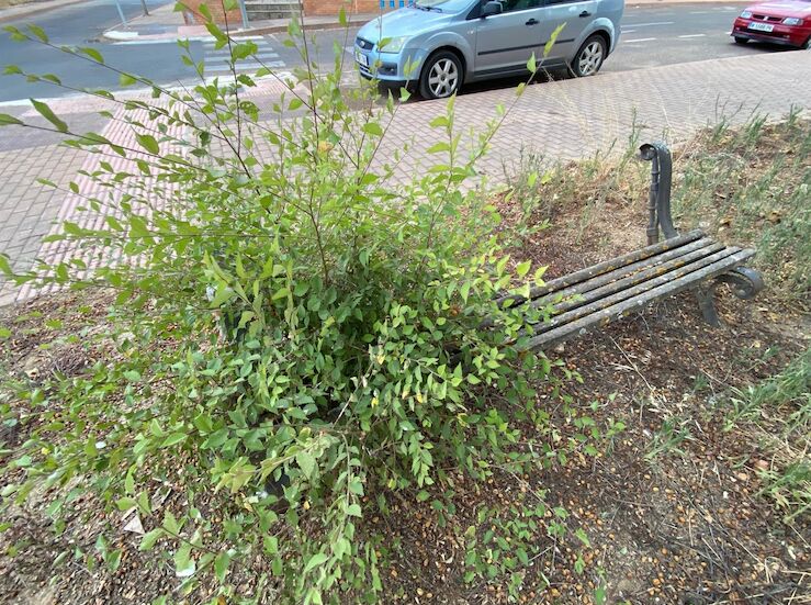 PSOE Badajoz propone 16 medidas para transformar el Paseo de la Radio