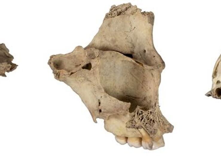 Instituto de Arqueologa de Mrida en estudio sobre otro episodio canibalismo en Atapuerca