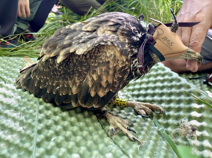 AMUSAccin por el Mundo Salvaje ha iniciado un proyecto a nivel nacional sobre alimoche