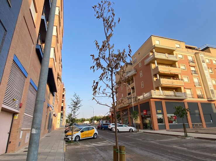 El PSOE de Badajoz insta al Ayuntamiento a sustituir los rboles secos