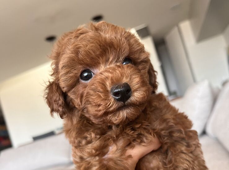 La historia detrs de Caniche Toy del Nilo contada a travs de opiniones reales