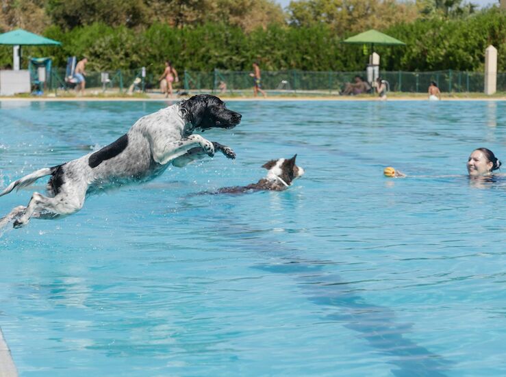 VIII edicin de Patas al Agua reunir a 200 personas y unos 50 perros en Mrida