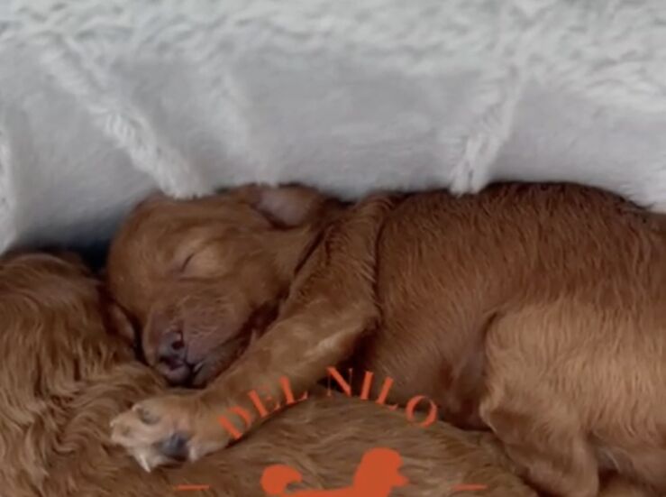 Estafas en la venta de caniche toy