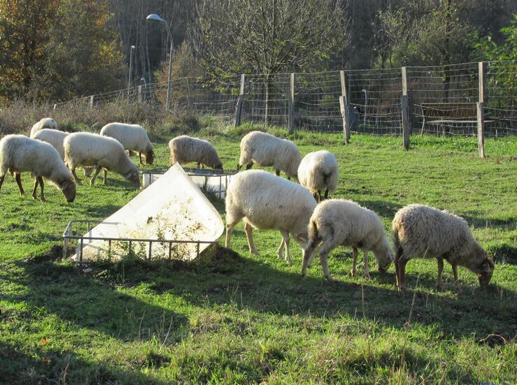 Consejero de Agricultura niega se haya quitado gratuidad de vacunas frente a lengua azul