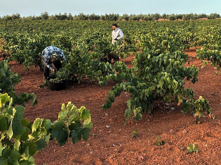 Clygal cifra entre el 30 y el 50 cada de la produccin de uva en el final de vendimia