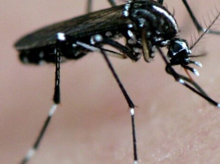 El SES confirma un nuevo caso de fiebre del Nilo Occidental en Extremadura