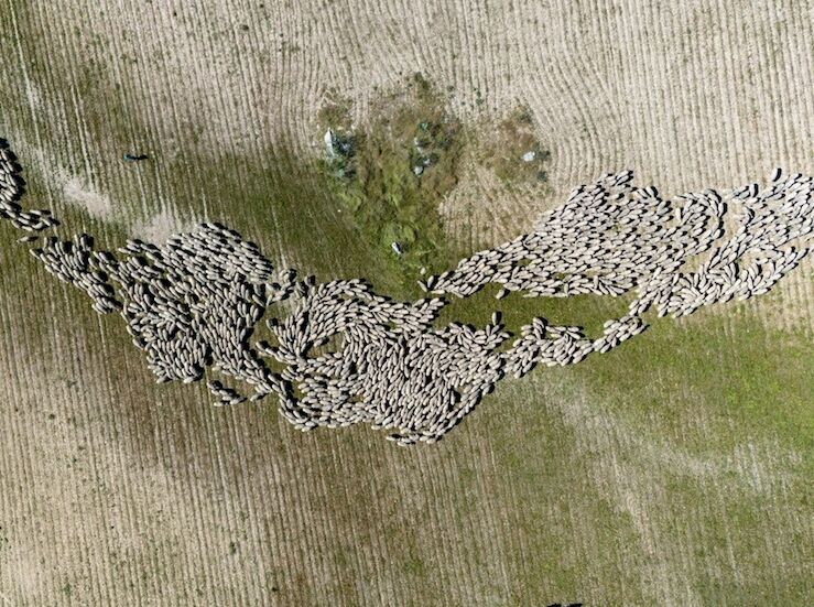 Un nuevo proyecto turstico pone en valor las rutas de trashumancia de las merinas