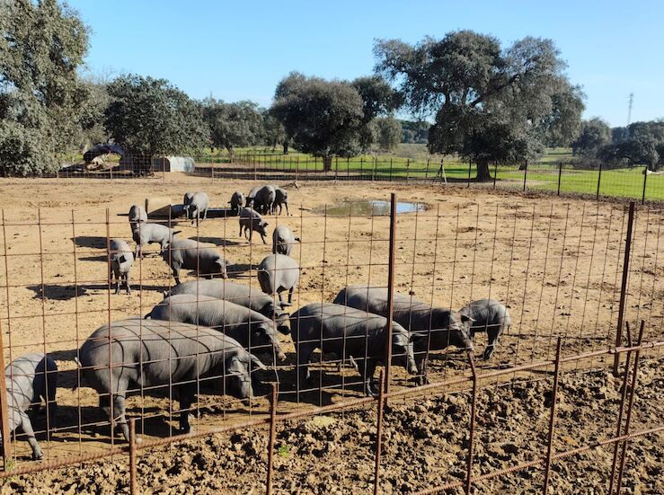 Diputacin abre plazo solicitud de Campaa de entrega de cerdos para Matanzas Didcticas