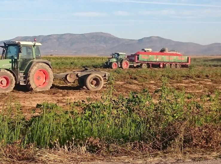 Apag Extremadura Asaja y agricultores prevn mermas de hasta 40 campaa tomate por calor