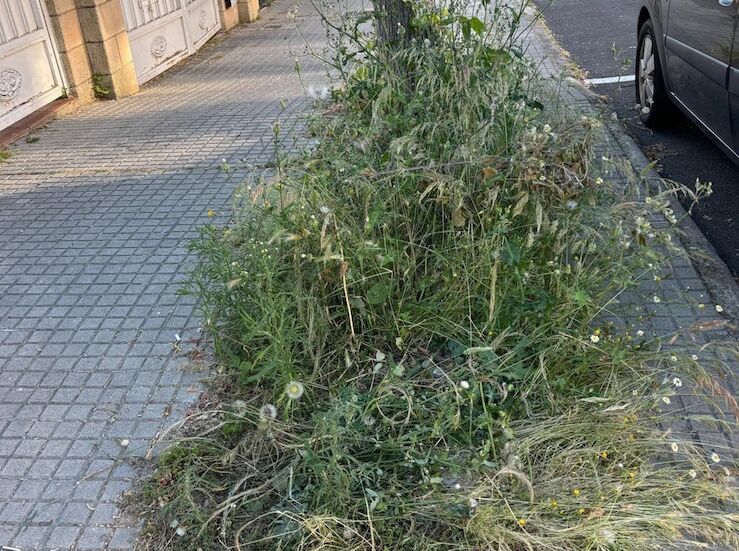 PSOE Cceres denuncia abandono absoluto de las zonas verdes y problemas por falta poda