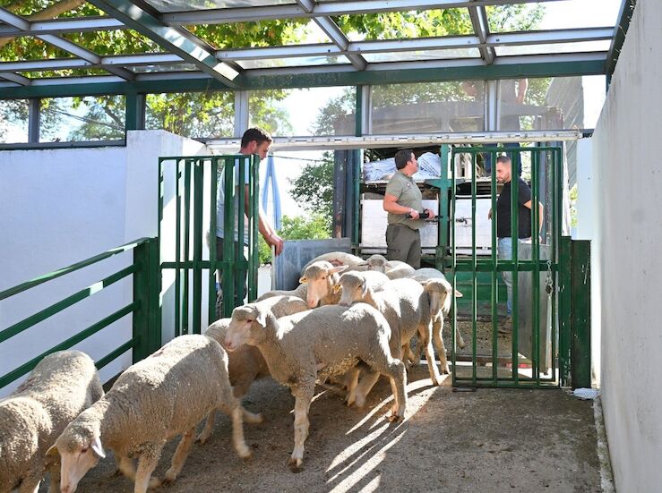 La FIG de Zafra 2025 arranca este jueves con 2000 cabezas de ganado y 600 expositores