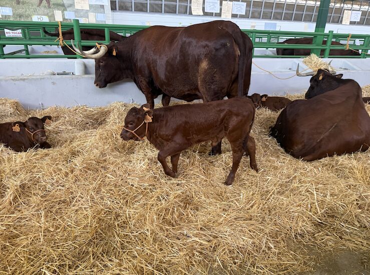 FIG de Zafra abre sus puertas con la vista puesta en la PAC o la lengua azul