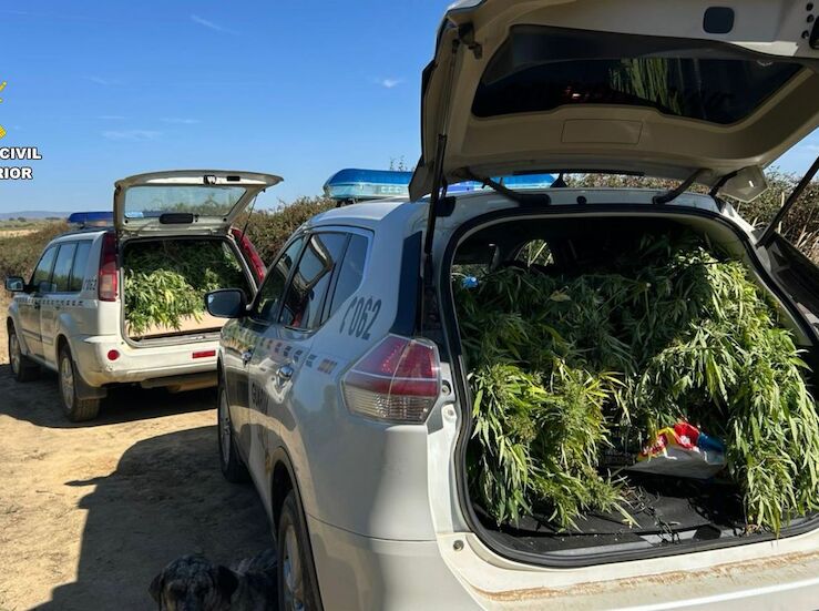 Desmantelada una plantacin de marihuana oculta en una finca de Logrosn 