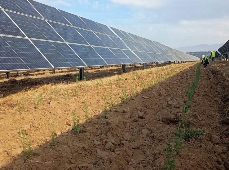 La planta solar de Zurbarn en Cceres sigue aportando aromticas al proyecto Sustainext