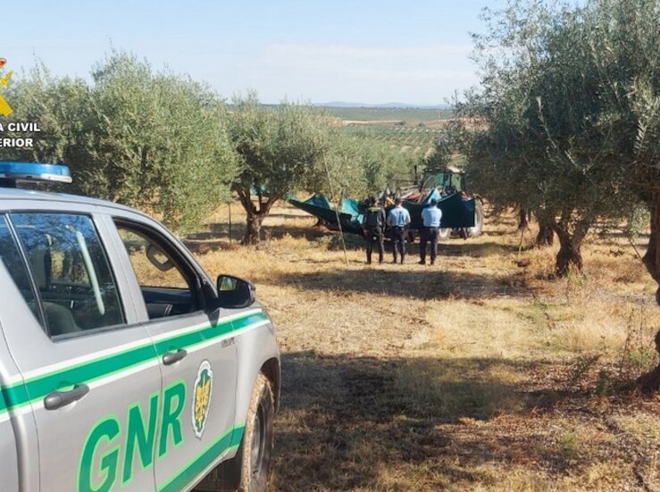 La Guardia Civil presenta el Plan de actuacin contra la sustraccin de aceitunas 