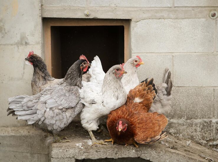 DIA favorable para proyecto de complejo avcola de gallinas camperas de Ribera del Fresno