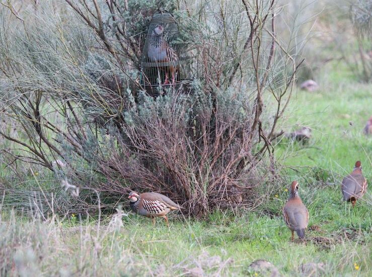 La Junta inicia los trmites para declarar BIC la caza de perdiz con reclamo