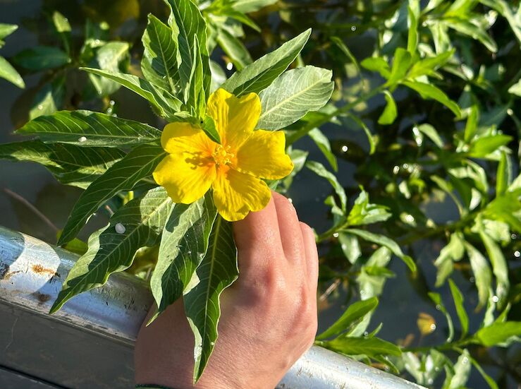 CHG retira 45 hectreas de la especie invasora Ludwigia spp en el embalse de Los Canchales