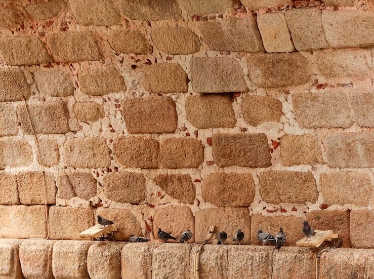 Mrida contar con 20 jaulas en distintas zonas de la ciudad para el control de palomas