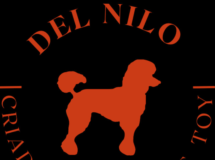 Opiniones reales sobre los cachorros del criadero Caniche Toy del Nilo descubre su vida