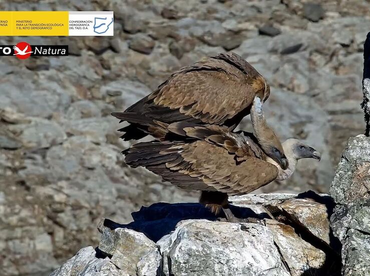Observatorio del Tajo en Monfrage permite ver en tiempo real evolucin entorno y su fauna