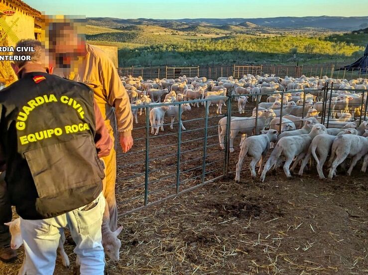 Detenido un vecino de Hornachos por robar 41 borregos en una finca del municipio 