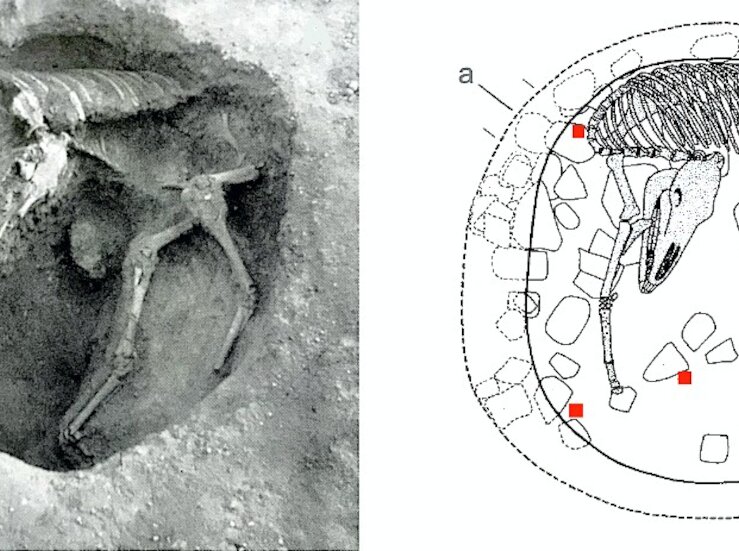 UEx colabora en investigacin que ha identificado la mula ms antigua de Europa occidental