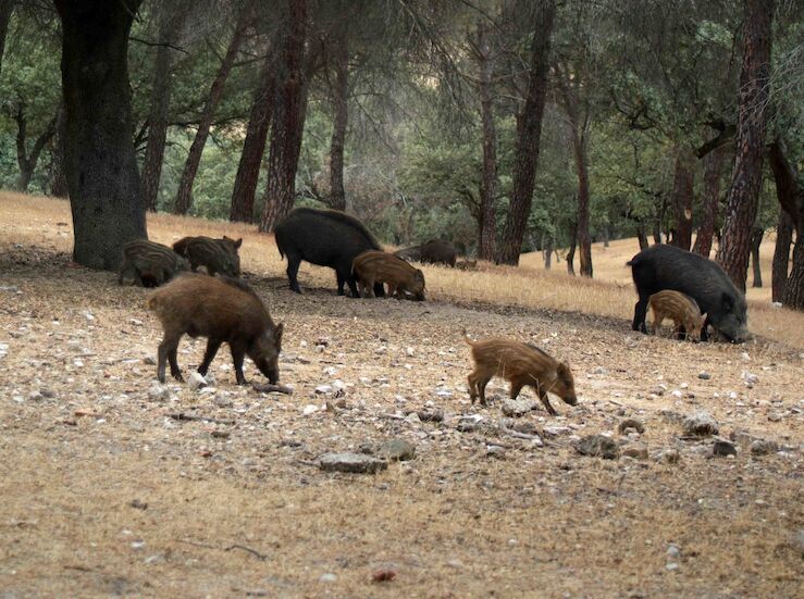 FEDEXCAZA propone medidas urgentes a la Junta ante expansin nacional de la peste porcina