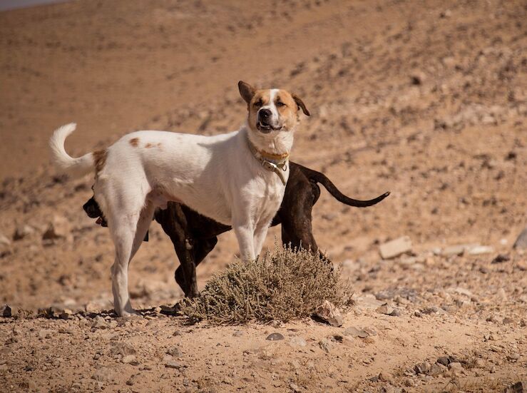 Pacma plantea nueva ley que site a Extremadura a la vanguardia de la proteccin animal
