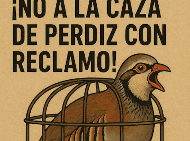 Ecologistas Extremadura rechaza la declaracin de la caza de perdiz con reclamo como BIC