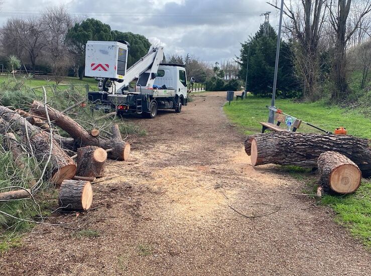 La borrasca Kristin dej 286 rboles afectados a su paso por Mrida