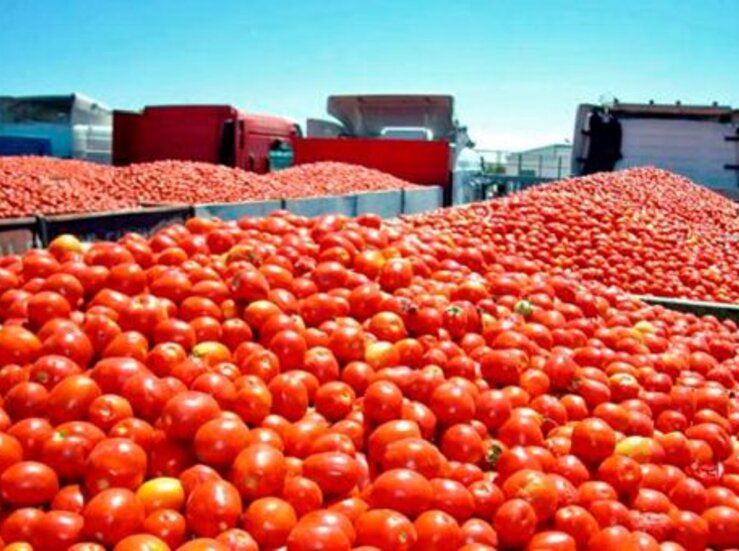 Cooperativas Agroalimentarias Extremadura estima prdidas del 10 en la produccin tomate