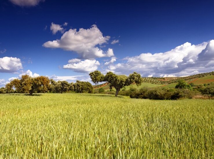 UPAUCE Extremadura ve totalmente ineficaces las clusulas de la UE en defensa del arroz
