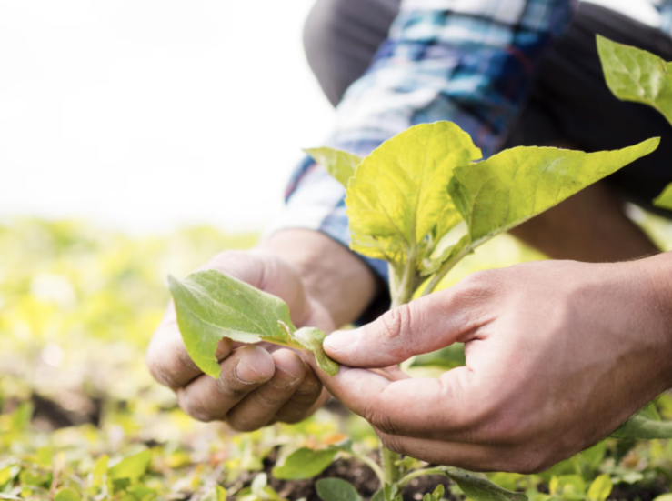 Fertilizantes agrcolas y regulacin en Espaa