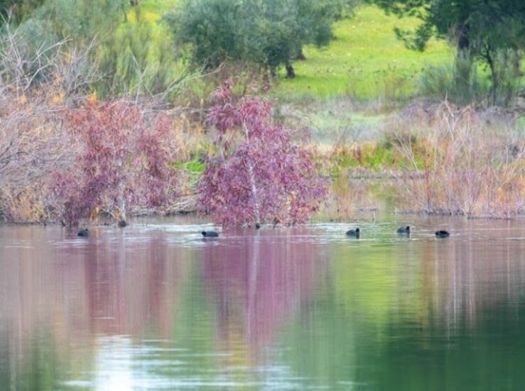 SEOBirdlife alerta del declive de aves acuticas invernantes en Extremadura
