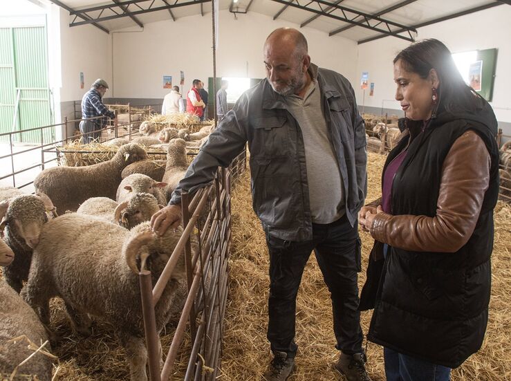 Diputacin Cceres subasta 85 machos de Merino Precoz para mejorar cabaa ganadera ovina