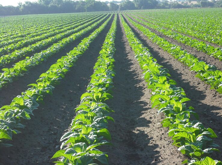 Cetarsa aumenta un 6 la contratacin de tabaco a los cultivadores en la nueva campaa