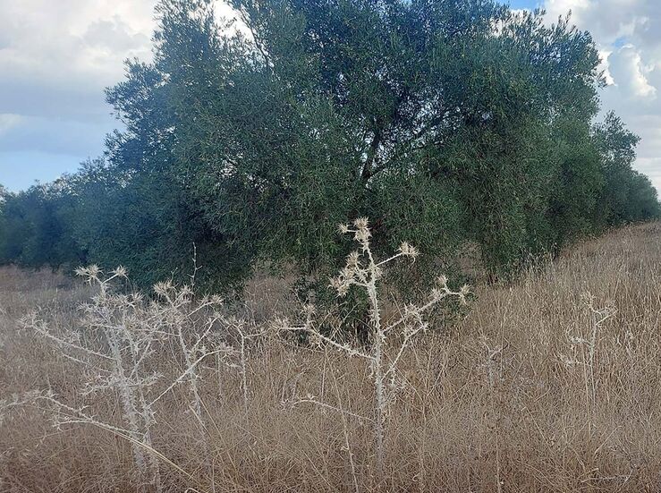Comunidad Labradores Almendralejo alerta de la crisis sin precedentes que azota al campo