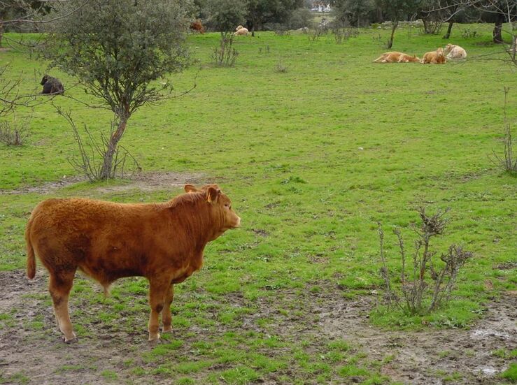 Ms de 1100 ganaderos extremeos reciben cerca de 27M de las ayudas asociadas al vacuno