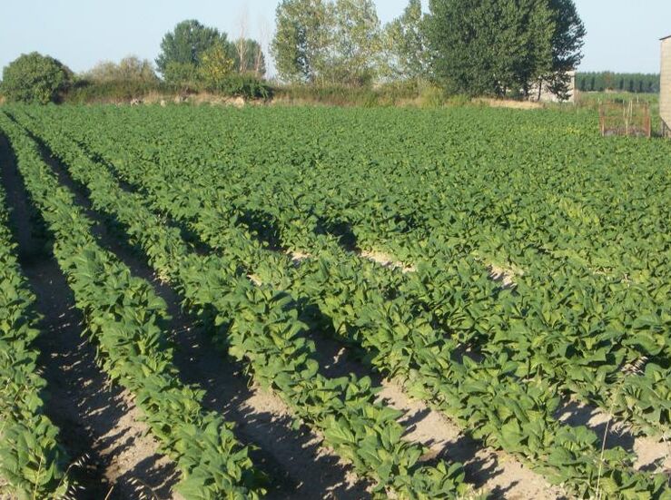 Asaja Extremadura ve ataque en toda regla a productores extremeos nueva ley antitabaco