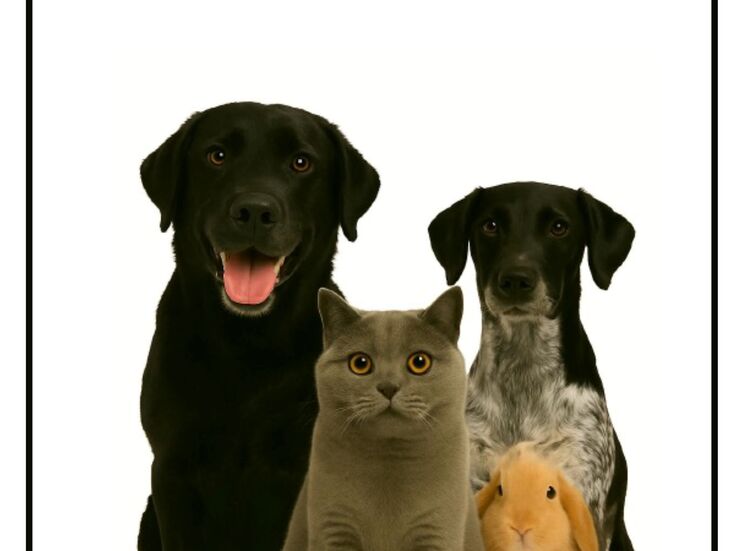 Charla Hablemos de animales en la Sala Ambito Cultural de Badajoz