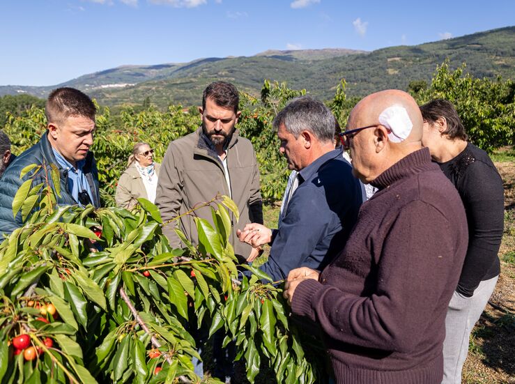 Snchez Cotrina exige ayudas urgentes para los cereceros afectados por las lluvias