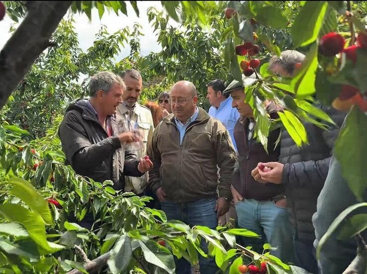 La Junta trabaja en la valoracin de la cereza afectada por ltimas borrascas en el Jerte