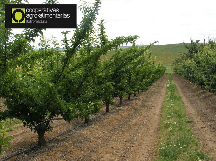 Cooperativas prev produccin superior a 266000 toneladas en esta campaa fruta de hueso