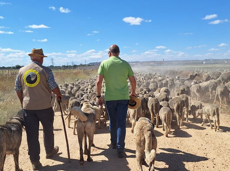 Rebaos trashumantes con 3000 ovejas procedentes de Los Llanos de Caceres siguen camino